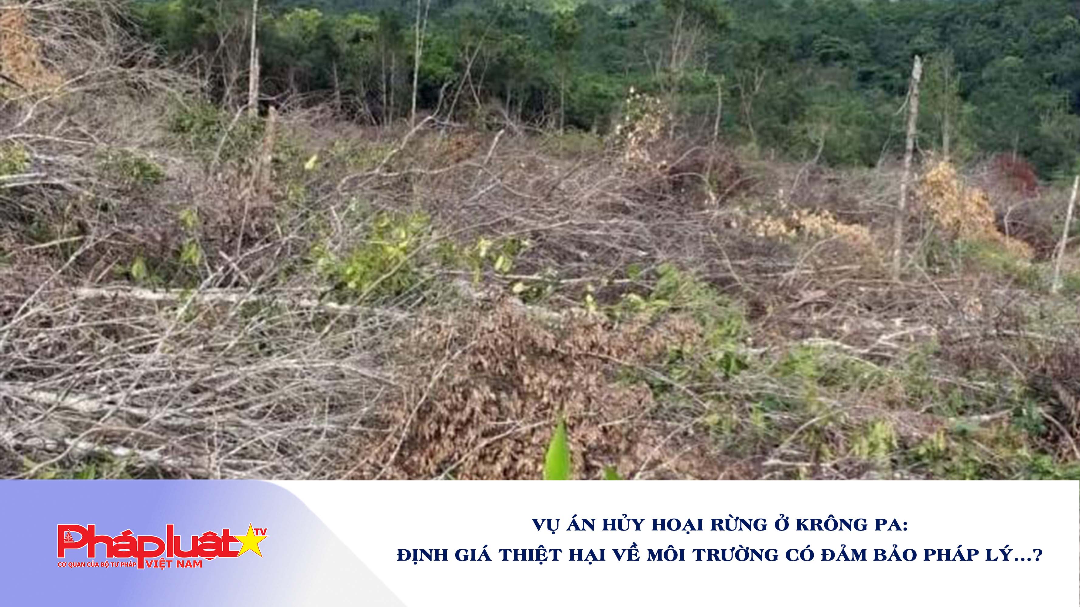 Vụ án hủy hoại rừng ở Krông Pa:  Định giá thiệt hại về môi trường có đảm bảo pháp lý...?

