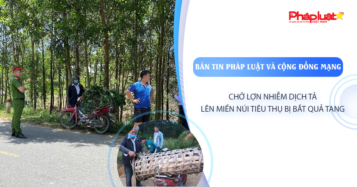 Bản tin Pháp luật & Cộng đồng mạng (ngày 5/8/2025): Chở lợn nhiễm dịch tả lên miền núi tiêu thụ bị bắt quả tang