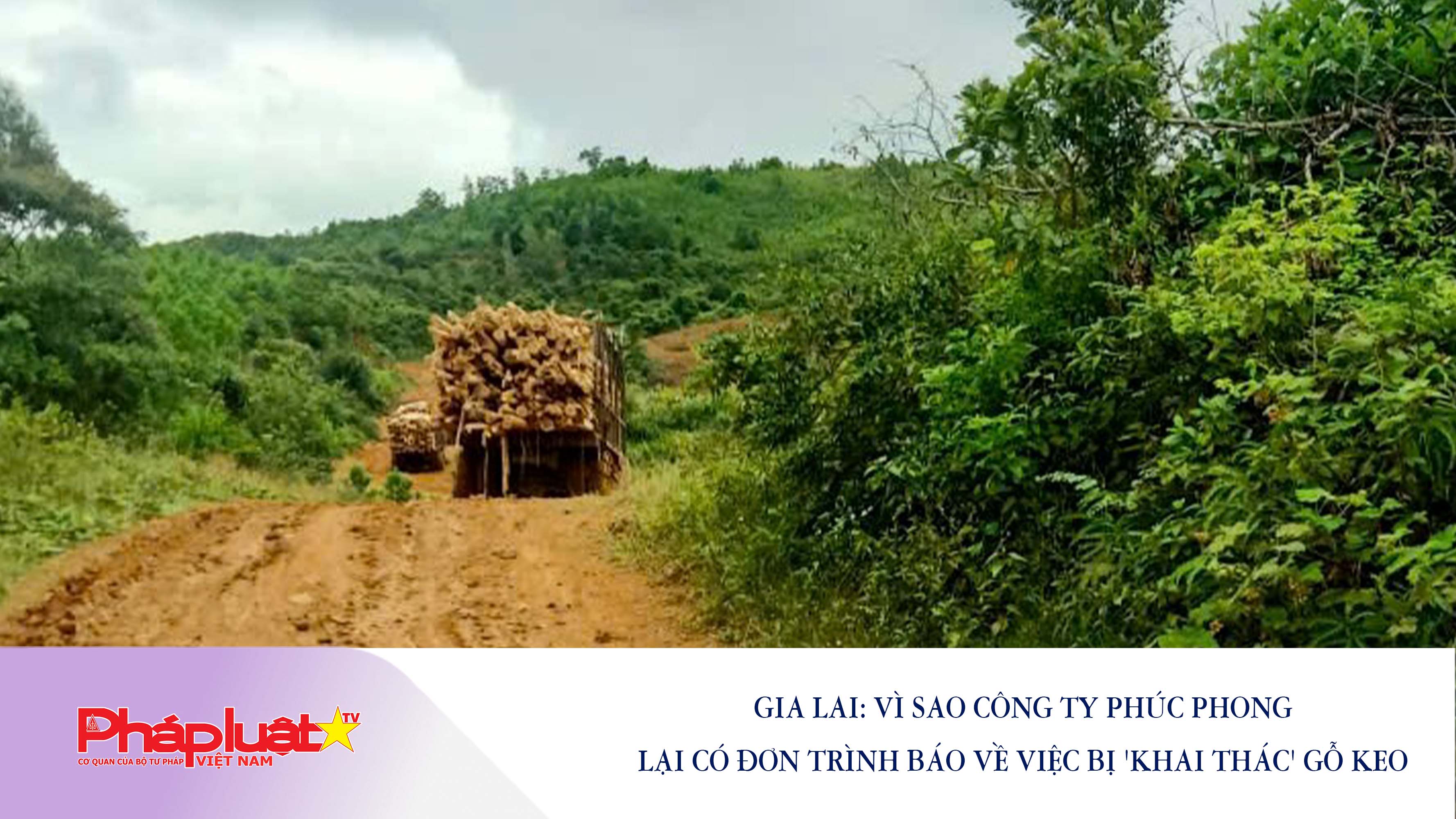Gia Lai: Vì sao Công ty Phúc Phong lại có đơn trình báo về việc bị 'khai thác' gỗ keo

