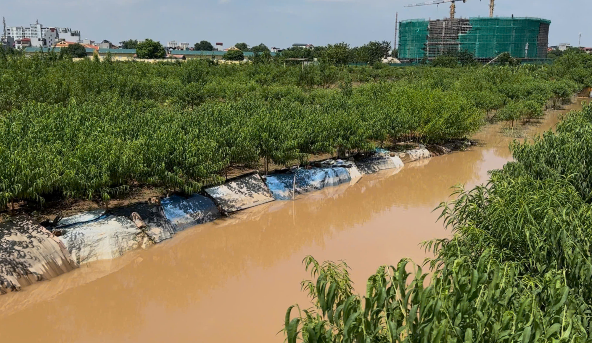 Người trồng đào Nhật Tân, Dương Nội tất tả khắc phục hậu quả sau mưa, bão