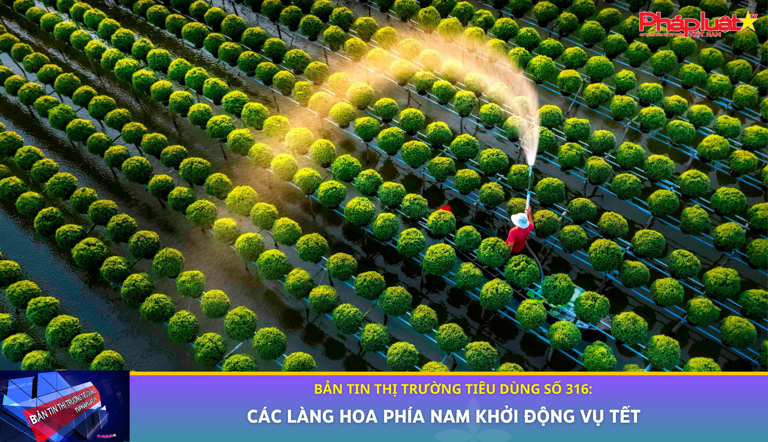 Bản tin Thị trường Tiêu dùng số 316: Các Làng hoa phía Nam khởi động vụ Tết